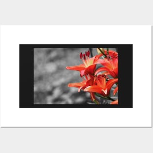 Orange Lily Flower Blossom, black and white photography Posters and Art